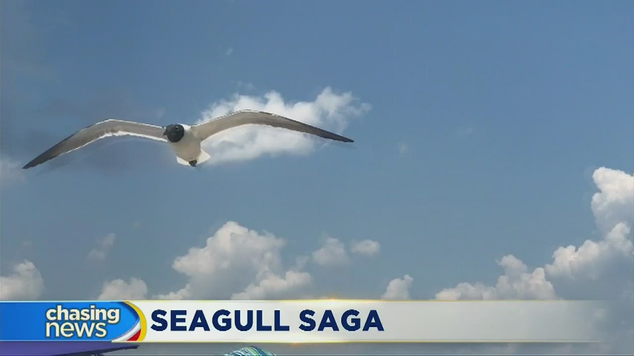 Don't feed the seagulls!