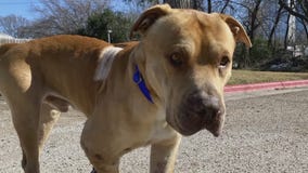 Dog of the Weekend: Bubba Gump