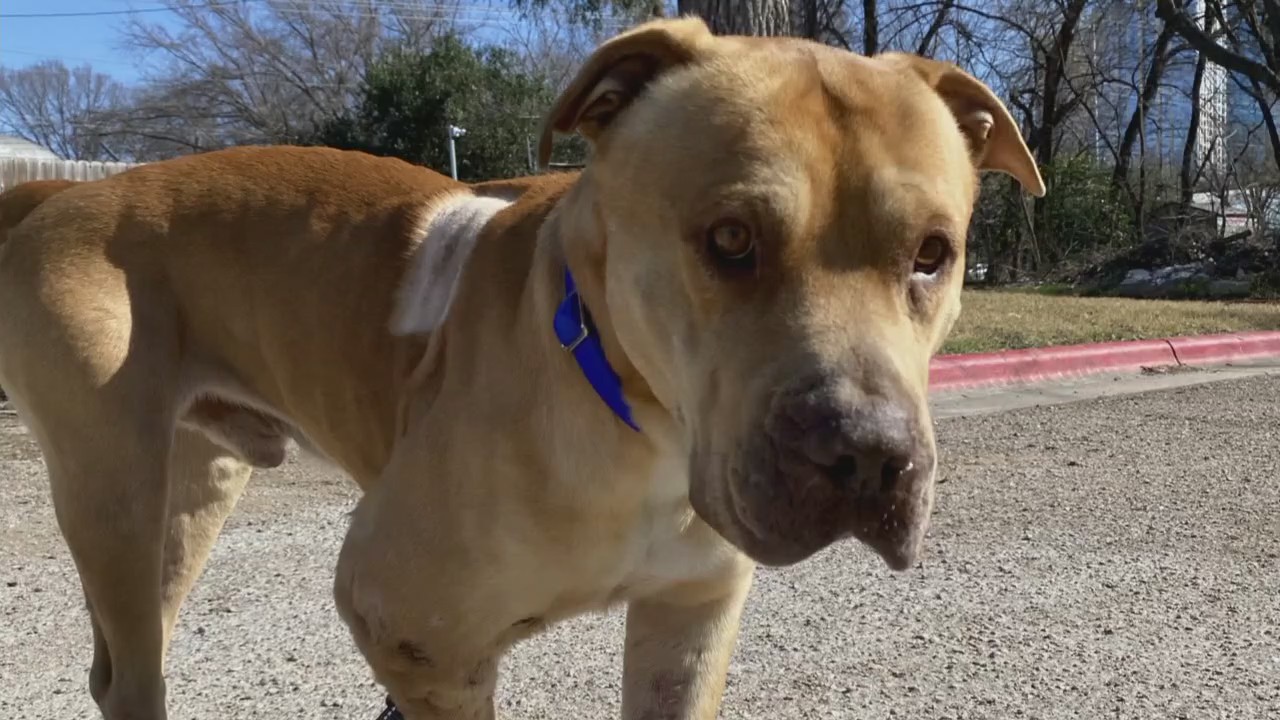 Dog of the Weekend: Bubba Gump