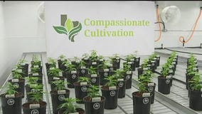 FOX 7 Care Force: Texas study on medical marijuana to help with PTSD