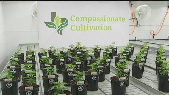 FOX 7 Care Force: Texas study on medical marijuana to help with PTSD