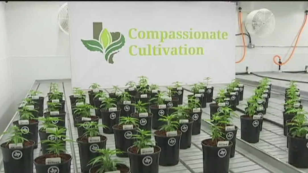 FOX 7 Care Force: Texas study on medical marijuana to help with PTSD