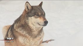 WOLF WEEK: Ely's International Wolf Center teaches Minnesotans about wolves