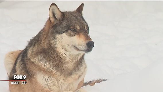 WOLF WEEK: Ely's International Wolf Center teaches Minnesotans about wolves