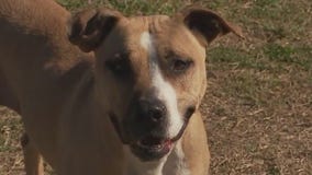 Pet of the Weekend: Harley