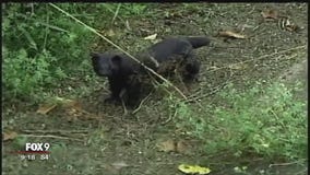 Vandals release more than 30,000 mink from Stearns Co. farm in Minnesota