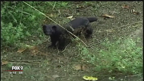 Vandals release more than 30,000 mink from Stearns Co. farm in Minnesota