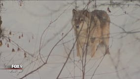 WOLF WEEK: Minnesota's love-hate relationship with wolves