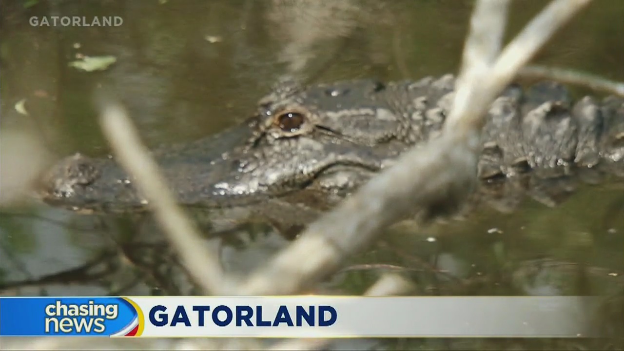 Florida gator park prepares for Dorian