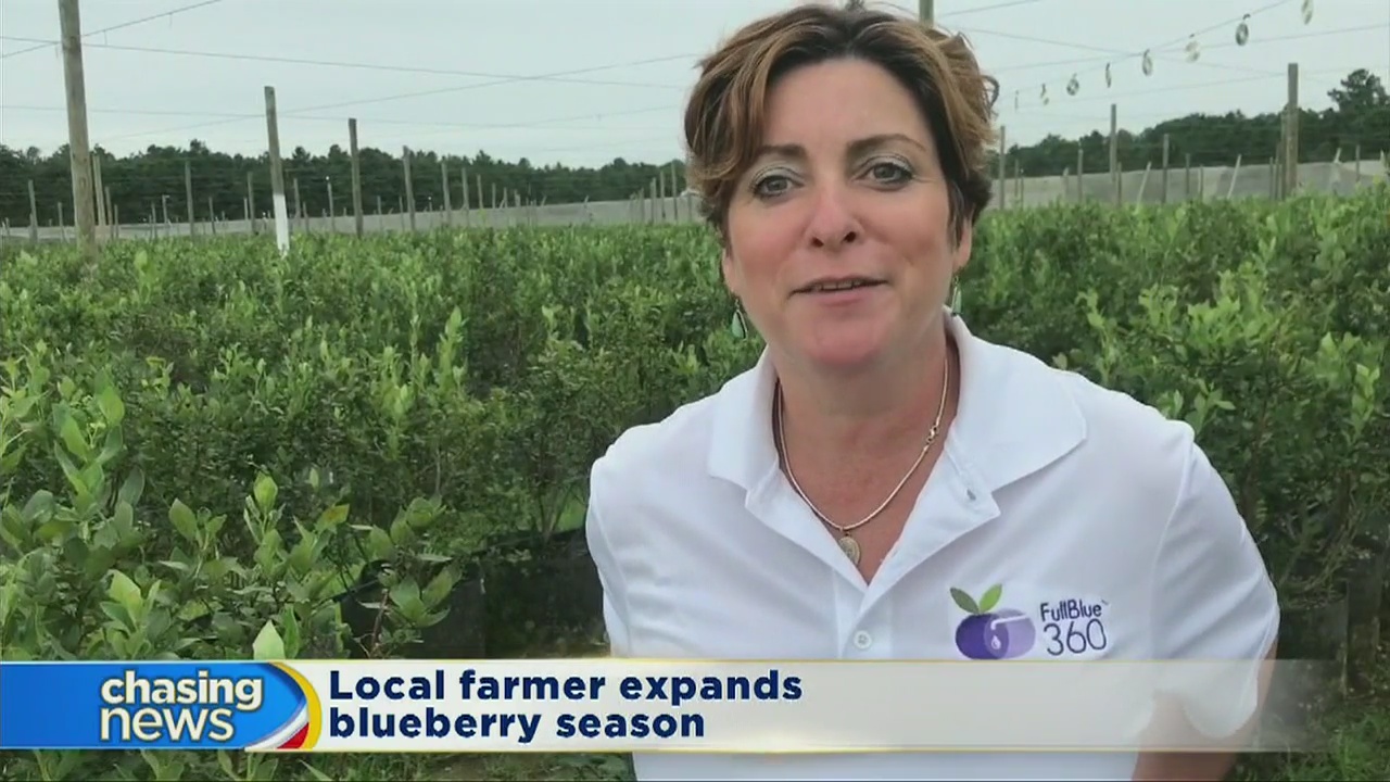 Local farmer finds a way to extend blueberry season