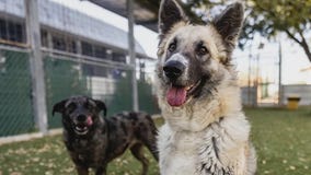 Pet of the Weekend: Mia and Rumba at the Austin Animal Center