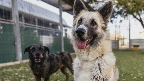 Pet of the Weekend: Mia and Rumba at the Austin Animal Center