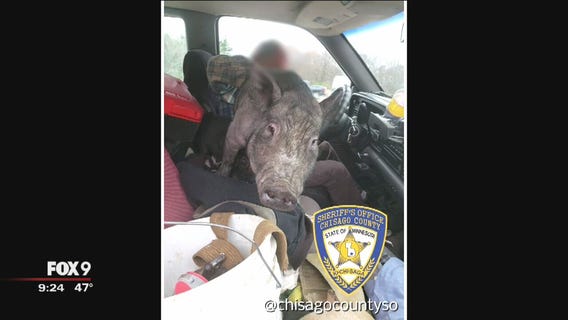 Deputy discovers man driving with pig on his lap