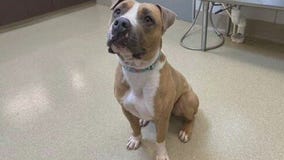 Pflugerville Animal Welfare Services introduces 'Pet of the Week' Costello