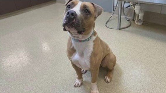 Pflugerville Animal Welfare Services introduces 'Pet of the Week' Costello