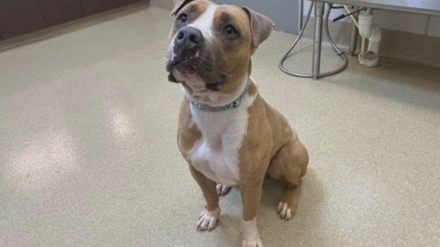 Pflugerville Animal Welfare Services introduces 'Pet of the Week' Costello