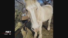 Minnesota Zoo draft horse put down after ice fall