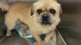 Bastrop County Animal Services introduces 'Pet of the Week' Bud