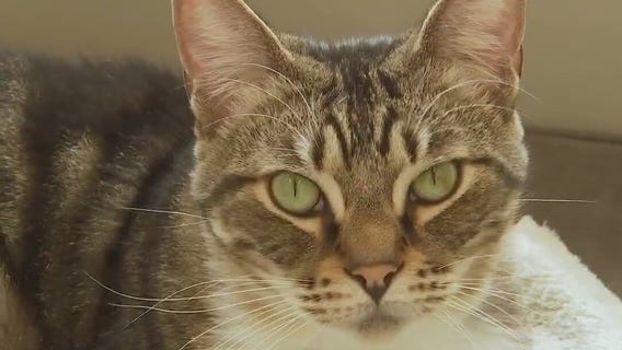 Two bonded cats, Thomas and Jerry, available for adoption