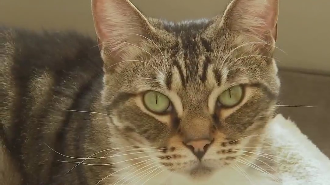 Two bonded cats, Thomas and Jerry, available for adoption