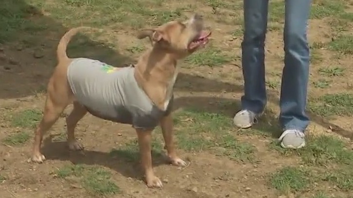 Miss Alaska, playful pup, would make a great addition to family