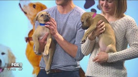 What to consider before adopting a puppy