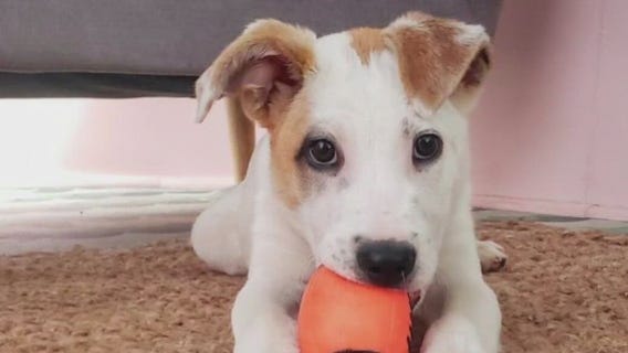 Pet of the Weekend: Fusilli at Austin Pets Alive