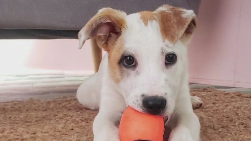 Pet of the Weekend: Fusilli at Austin Pets Alive