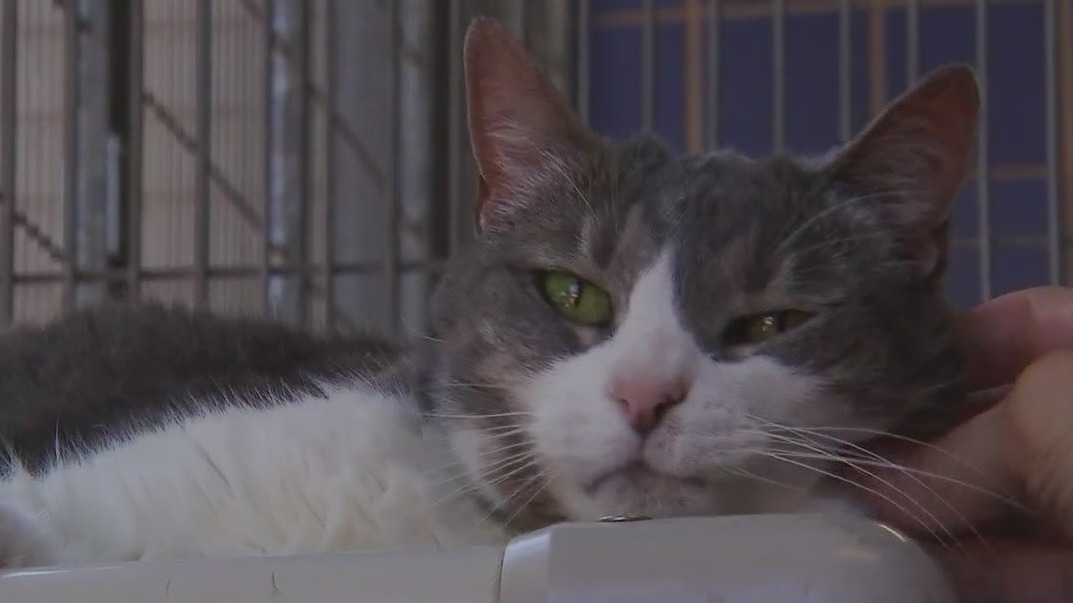 Austin Animal Center introduces 'Pets of the Weekend' Connie, Lisa, Sister, Jujubee