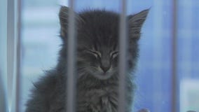 Adopting or fostering kittens from Austin Animal Center