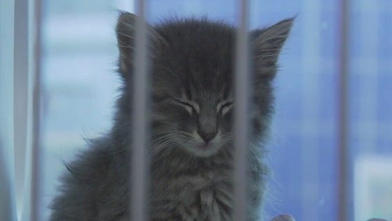 Adopting or fostering kittens from Austin Animal Center