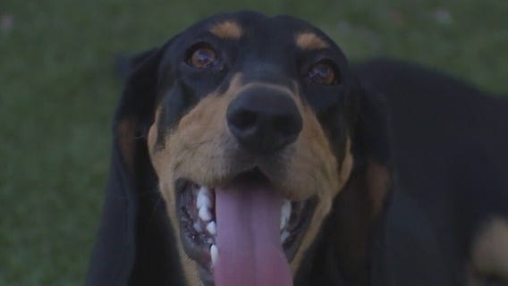 Austin Animal Center introduces 'Pet of the Weekend' Watermelon