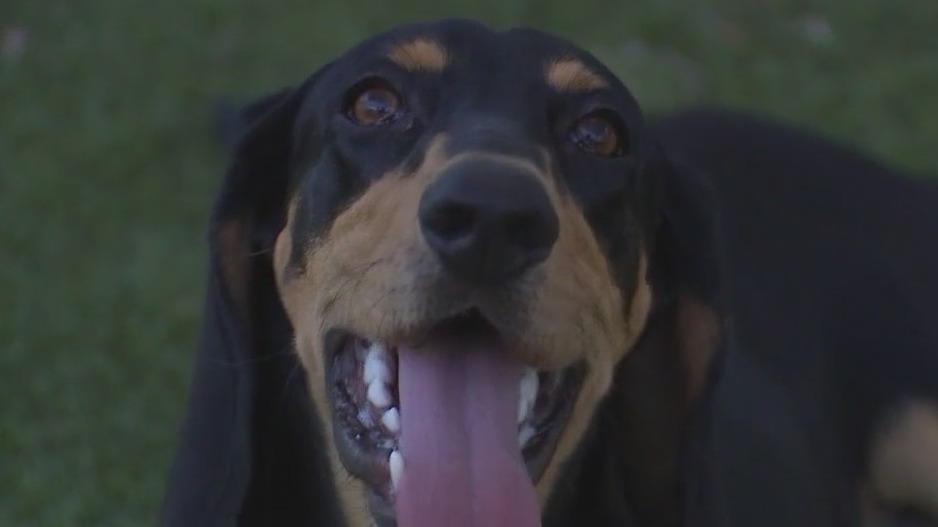 Austin Animal Center introduces 'Pet of the Weekend' Watermelon