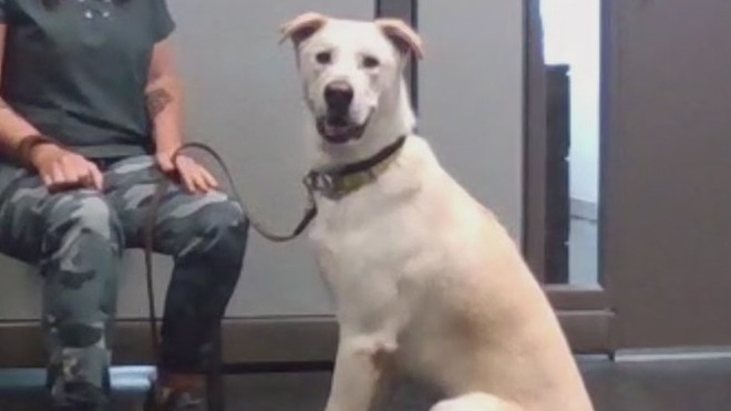 Pflugerville Animal Welfare Services introduces 'Pet of the Week' Canelo