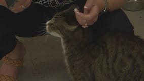 Texas Humane Heroes introduces 'Pet of the Weekend" Enigma