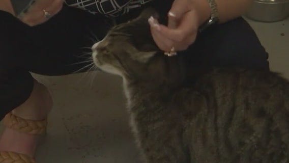 Texas Humane Heroes introduces 'Pet of the Weekend" Enigma