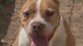 Texas Humane Heroes introduce 'Pet of the Weekend' Bliss