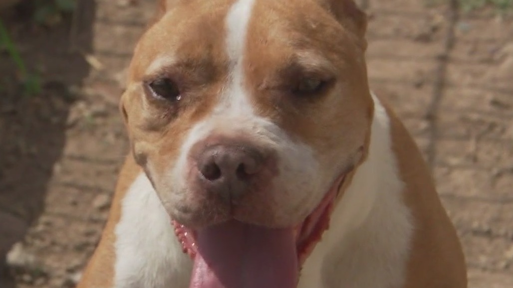 Texas Humane Heroes introduce 'Pet of the Weekend' Bliss