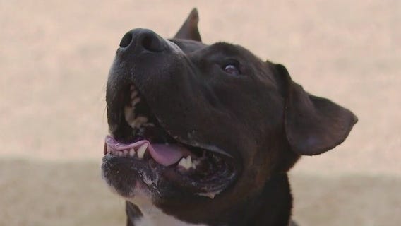 Dog of the Weekend: Buddy