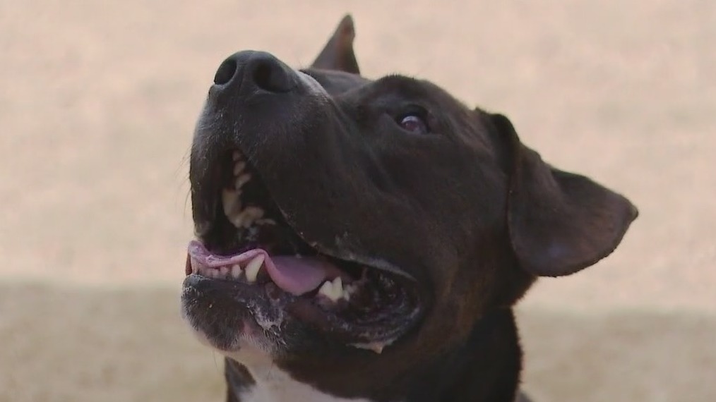 Dog of the Weekend: Buddy