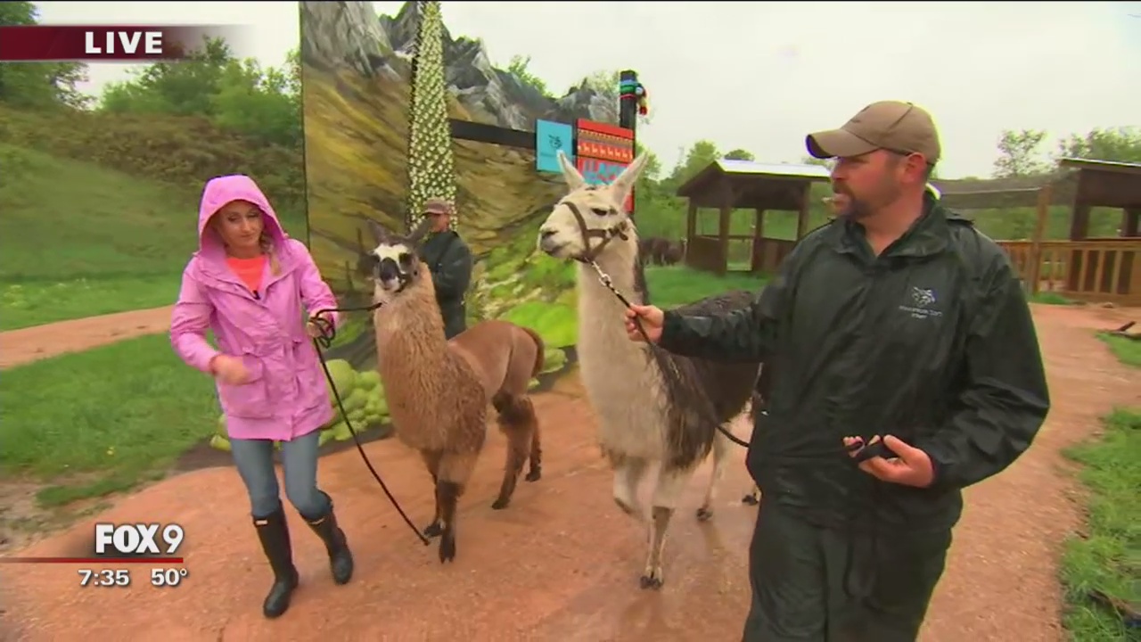 Llamas come to the Minnesota Zoo