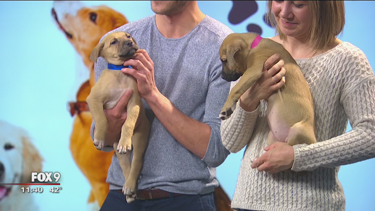 What to consider before adopting a puppy