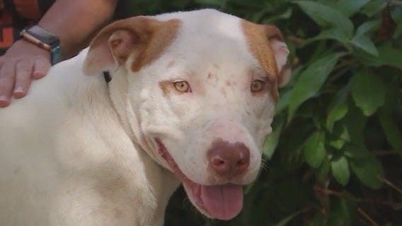 Dog of the Weekend: Peonies at Austin Pets Alive!