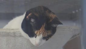 Pet of the Weekend: FeLV cats at Texas Humane Heroes