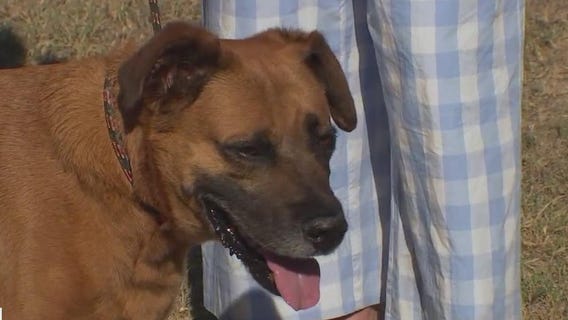 Dog of the Weekend: Russell at Texas Humane Heroes