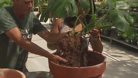 Diagnosing plant problem with The Great Outdoors