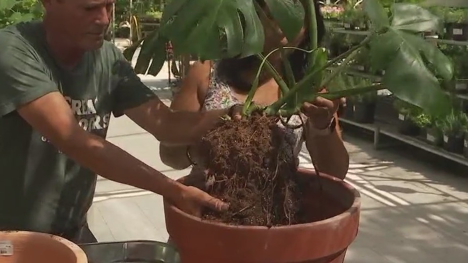 Diagnosing plant problem with The Great Outdoors