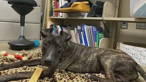 Pflugerville Animal Welfare Services talks about 'Pet of the Week' Stark