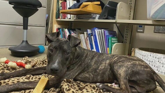 Pflugerville Animal Welfare Services talks about 'Pet of the Week' Stark