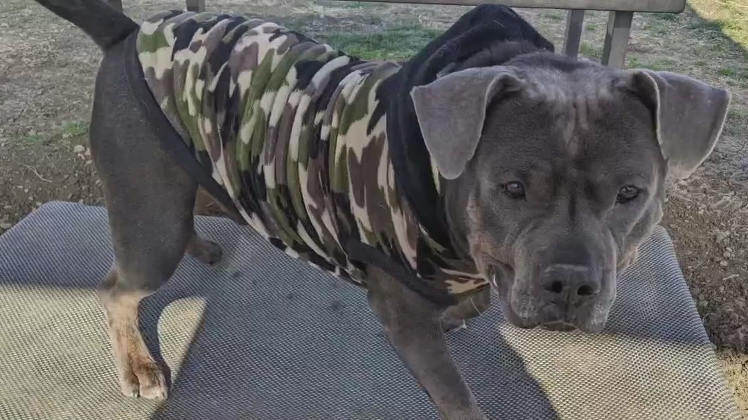 Pet of the Weekend: Chapo at WCRAS